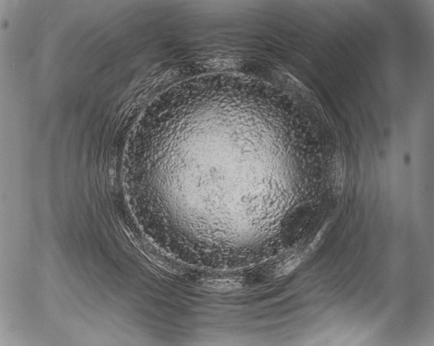 X0000054390553200508011256