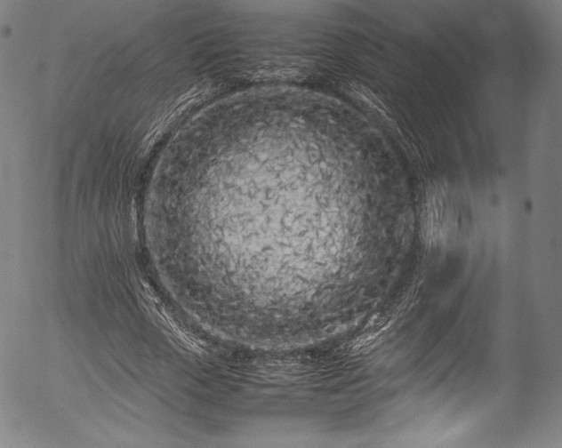 X0000054390729200508011252