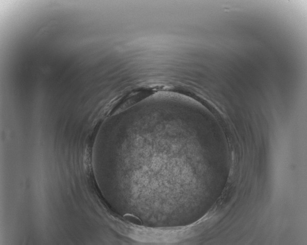 X0000054390048200508051659