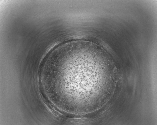 X0000054390626200508051648