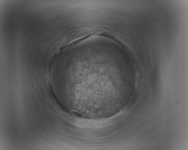 X0000054390048200508121644