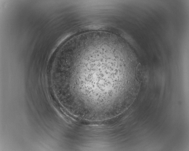 X0000054390626200508121633