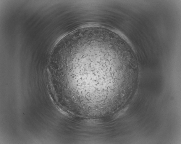 X0000054390953200508121629