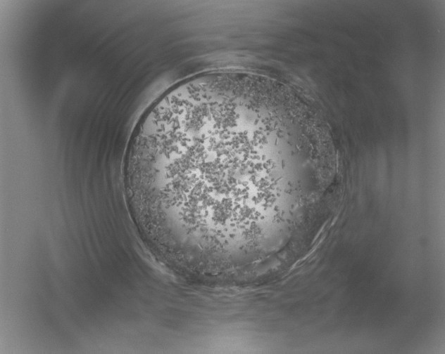 X0000054390099200508191949