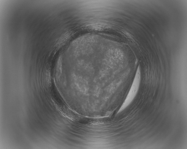 X0000054390500200508191942