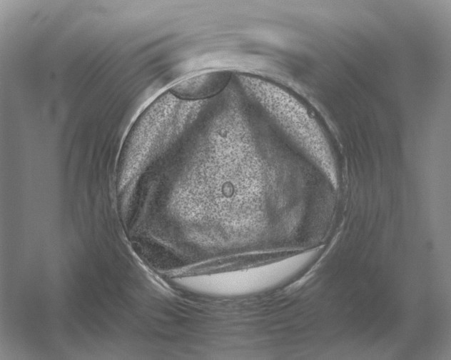 X0000054391529200508191925