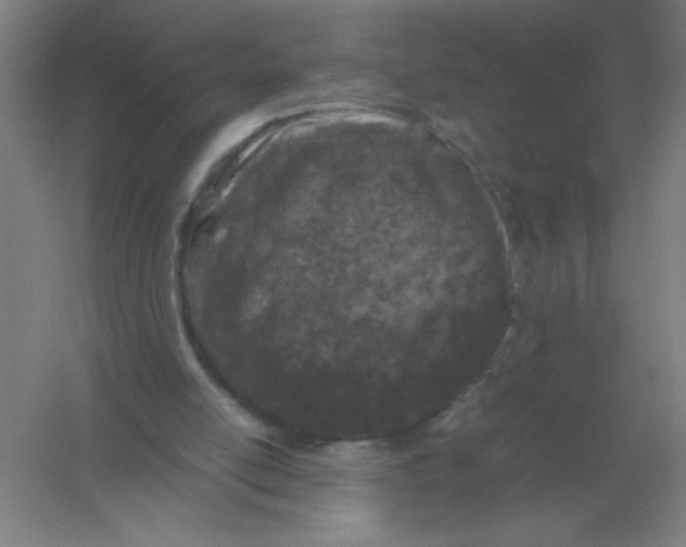 X0000054390054200508270045