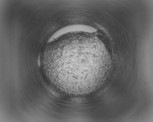 X0000054390069200508270045