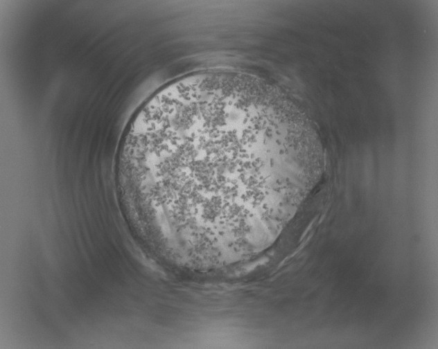 X0000054390099200508270044
