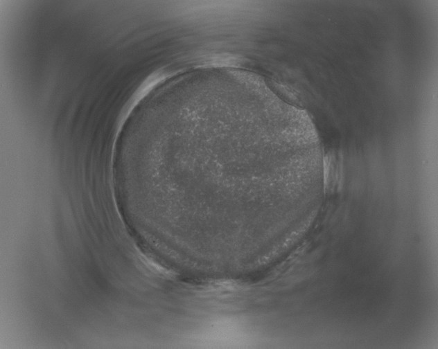 X0000054390195200508270043
