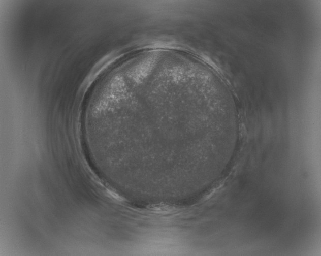 X0000054390199200508270043