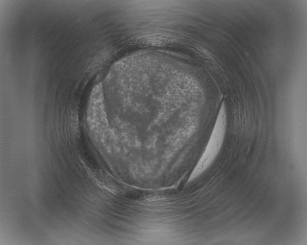 X0000054390500200508270037