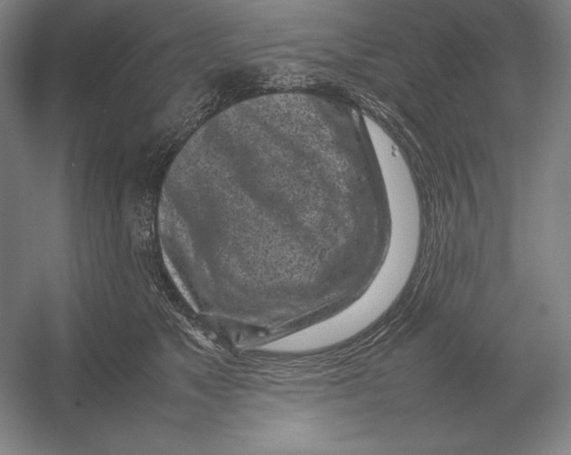 X0000054390517200508270037
