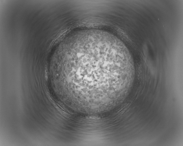 X0000054390644200508270035