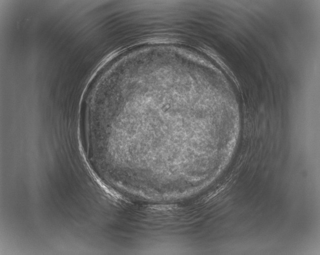 X0000054390853200508270032