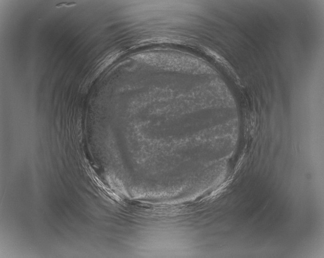 X0000054390977200508270029