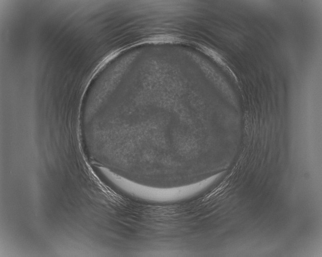 X0000054391229200508270025