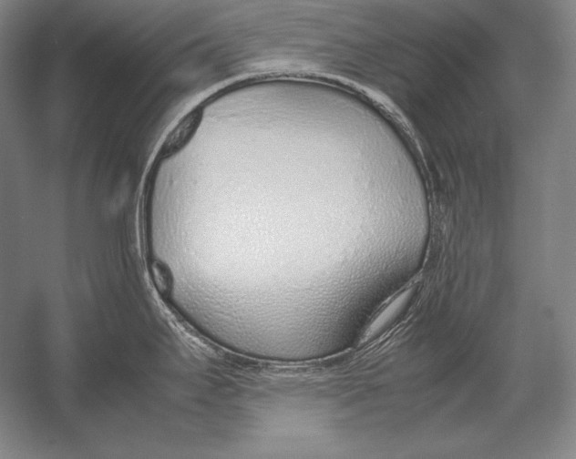 X0000054391295200508270024