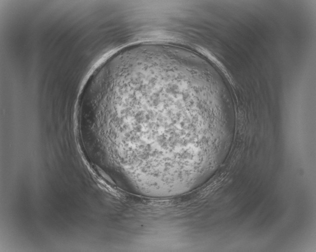 X0000054391477200508270021