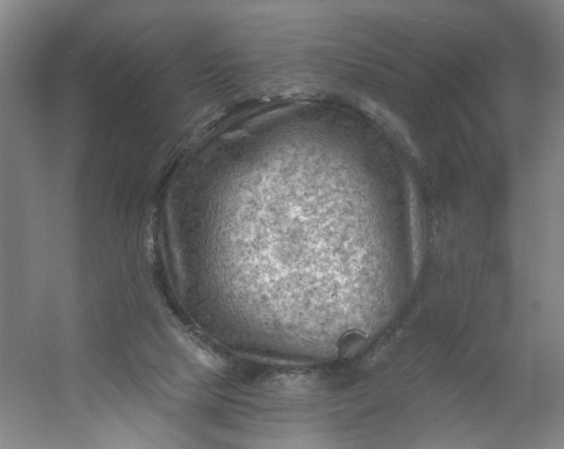 X0000054400065200508121710