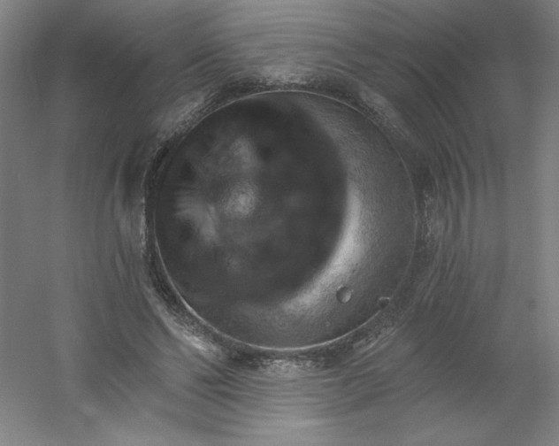 X0000054400494200508121703