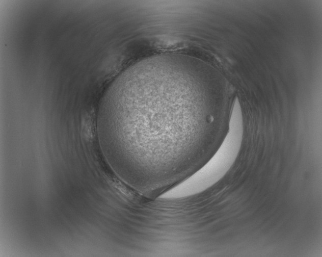 X0000054400515200508121702