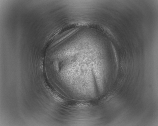 X0000054400545200508121701