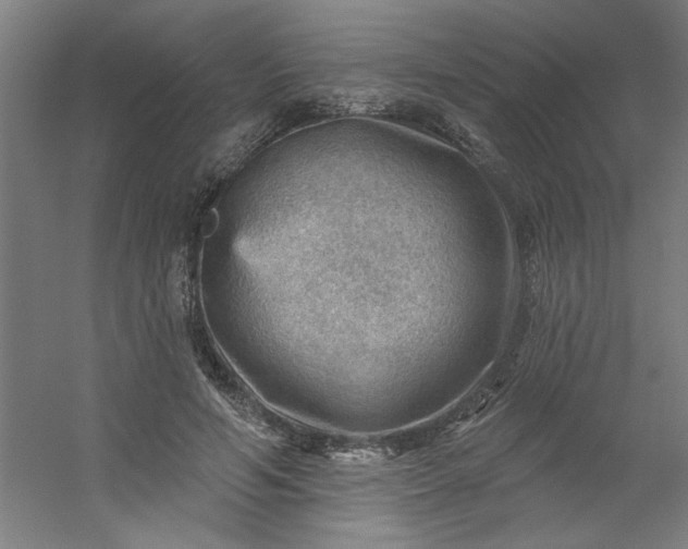 X0000054400594200508121701