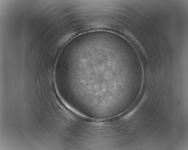 X0000054400785200508121658