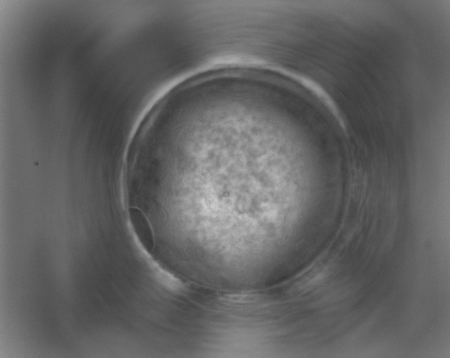 X0000054401295200508121649