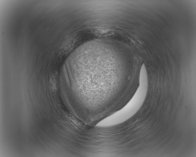 X0000054400515200508192008