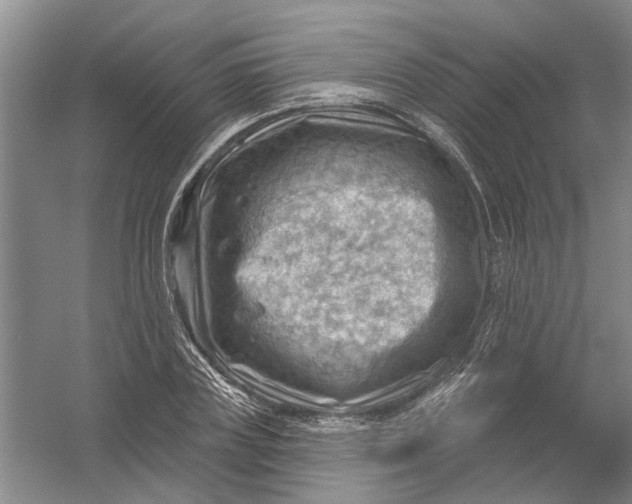 X0000054400835200508192003