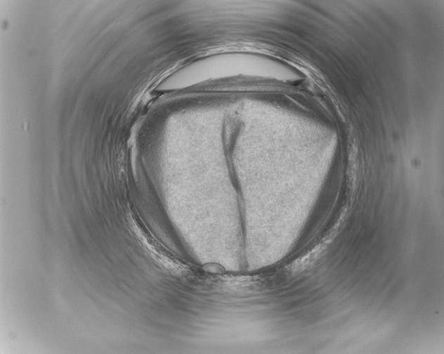 X0000054400849200508262229