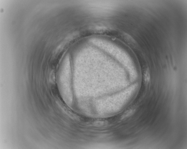 X0000054401204200508262222