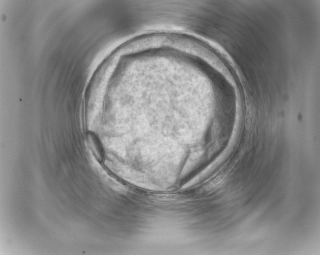 X0000054401295200508262221