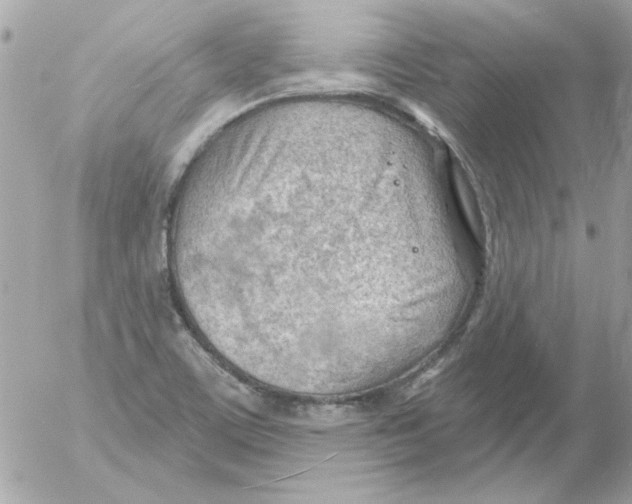 X0000054401459200508262219