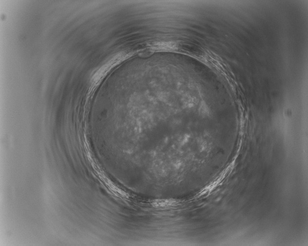 X0000054410145200507291151