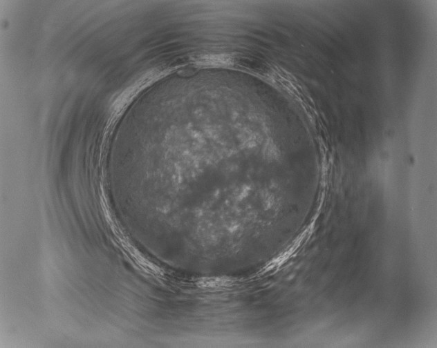 X0000054410145200508011331