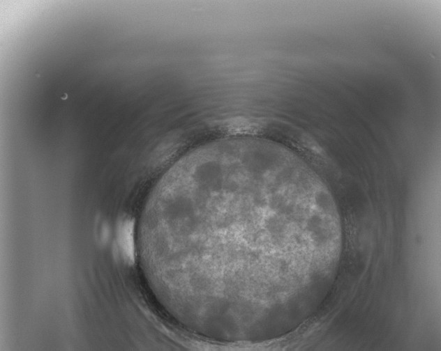 X0000054410028200508051751