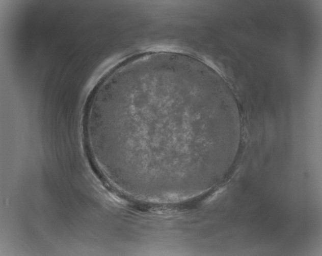 X0000054410199200508121734