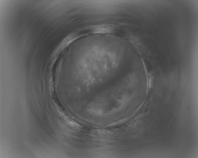 X0000054410339200508121731