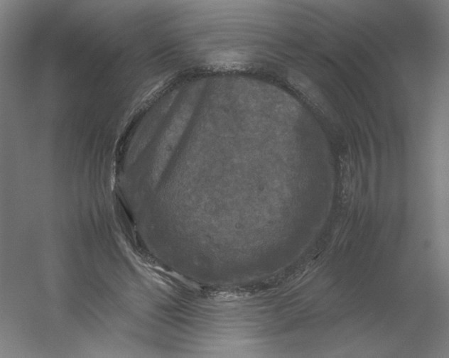 X0000054410494200508121729