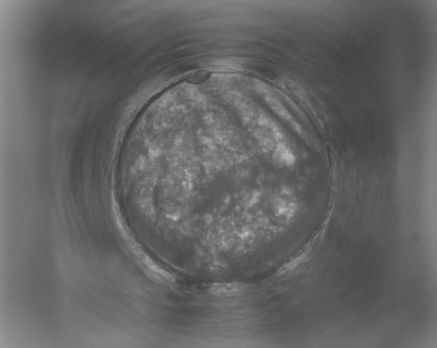 X0000054410145200508192040