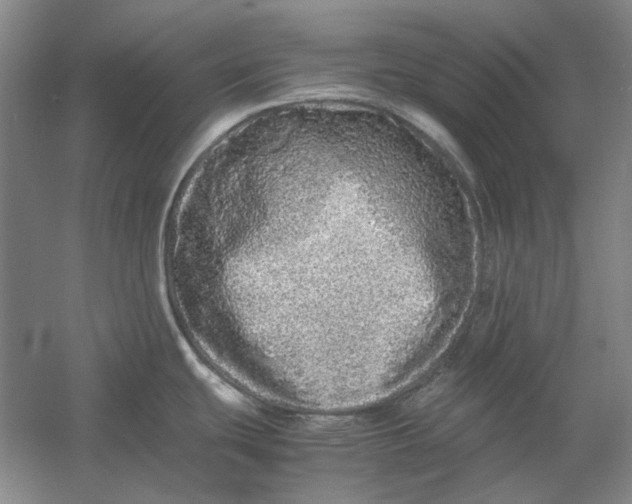 X0000054411439200508192019