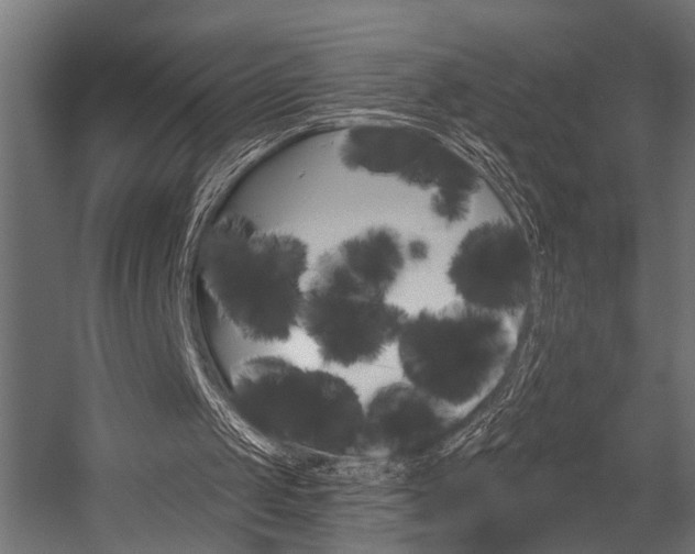 X0000054420049200507290936