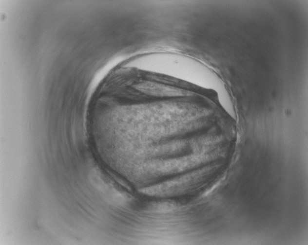X0000054420200200508262330