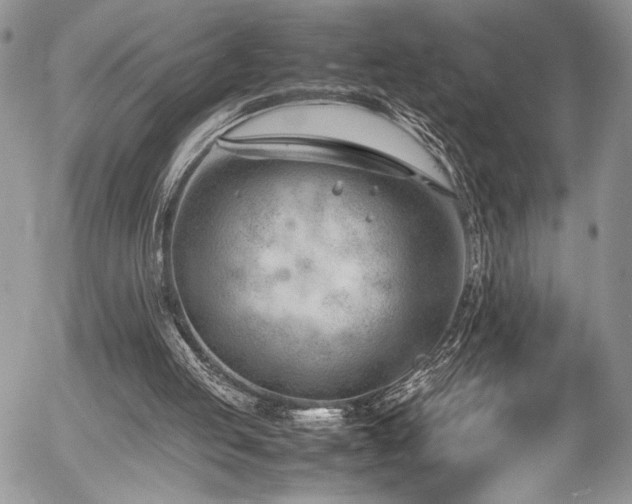 X0000054430053200507291259