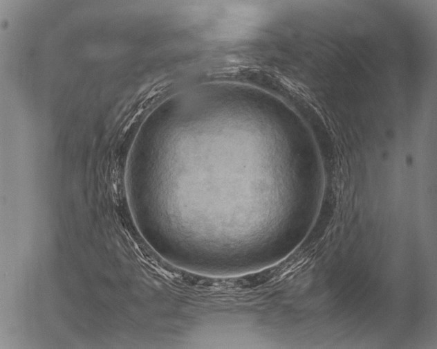 X0000054431445200507291236