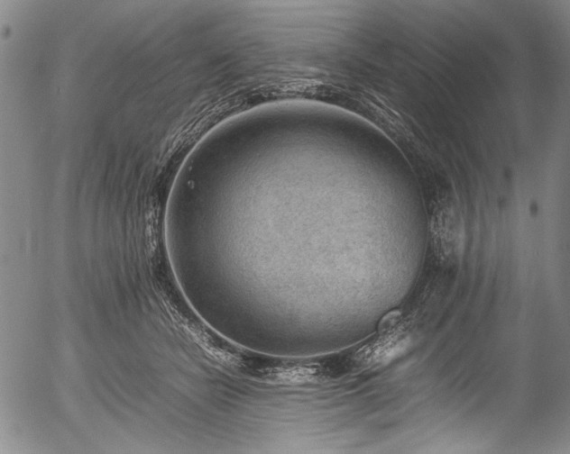 X0000054430462200508011402