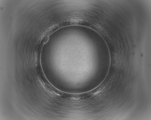X0000054430496200508011401